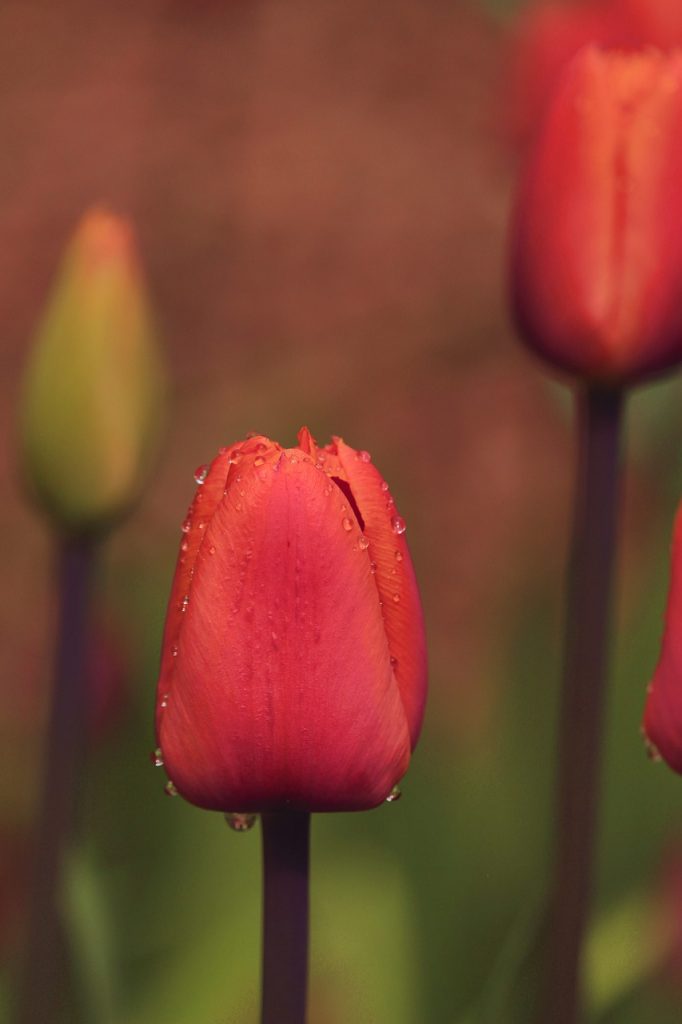 beautiful flowers, flower background, flower wallpaper-7945859.jpg